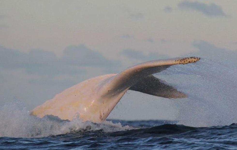 Australia: Avistan un raro ejemplar de ballena blanca (FOTOS)