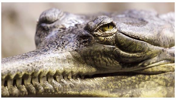 México: familia tenía un cocodrilo como mascota 