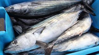 Baja el precio del pescado hasta en 20% en Lima y Callao, según Produce