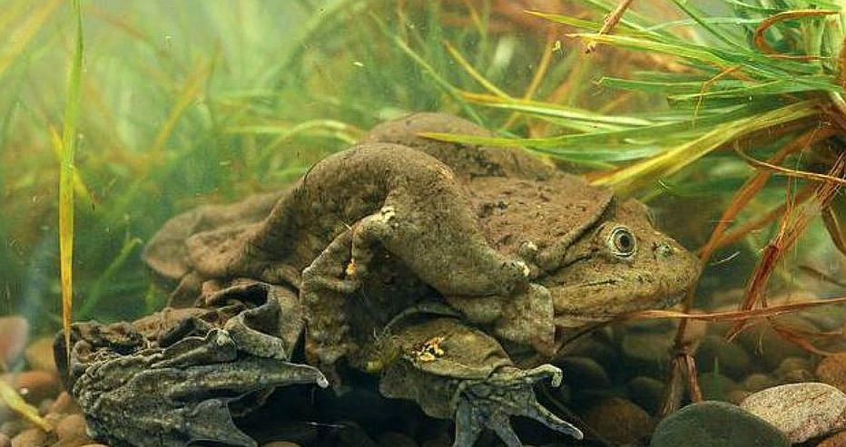 Advierten que consumo de rana del Titicaca representa riesgo para la salud 