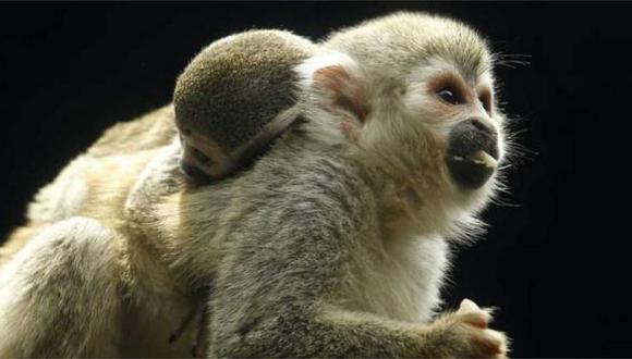 ​Nace en zoológico de Medellín un mono araña, especie en peligro de extinción