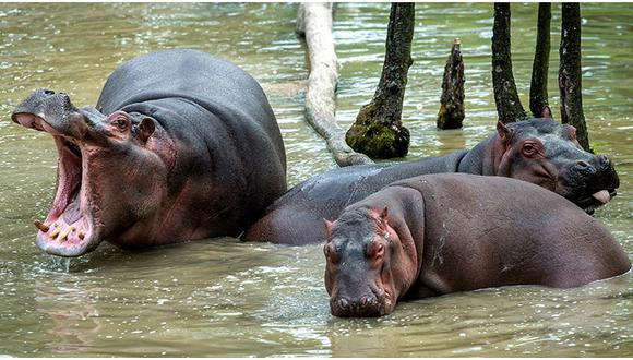Hipopótamos de Pablo Escobar se reproducen sin medida tras su captura (FOTO)