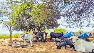 Piura: 5 mil cabezas de ganado han muerto por sequía
