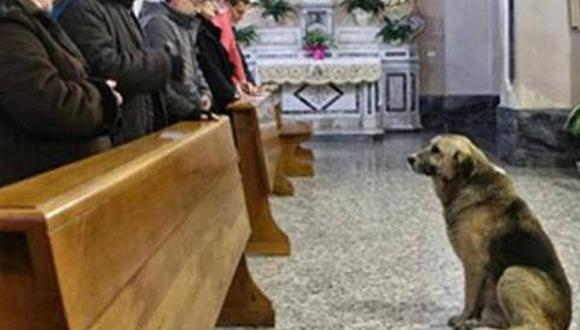 Perro acude a misa todos los días para buscar a su dueña fallecida