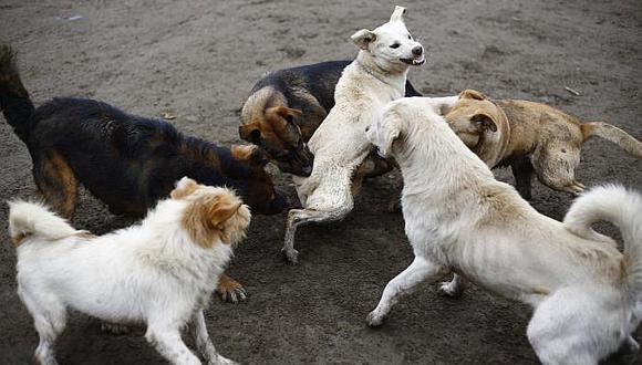 44 muestras de cerebros de perros fueron enviados a Lima para descarte de rabia