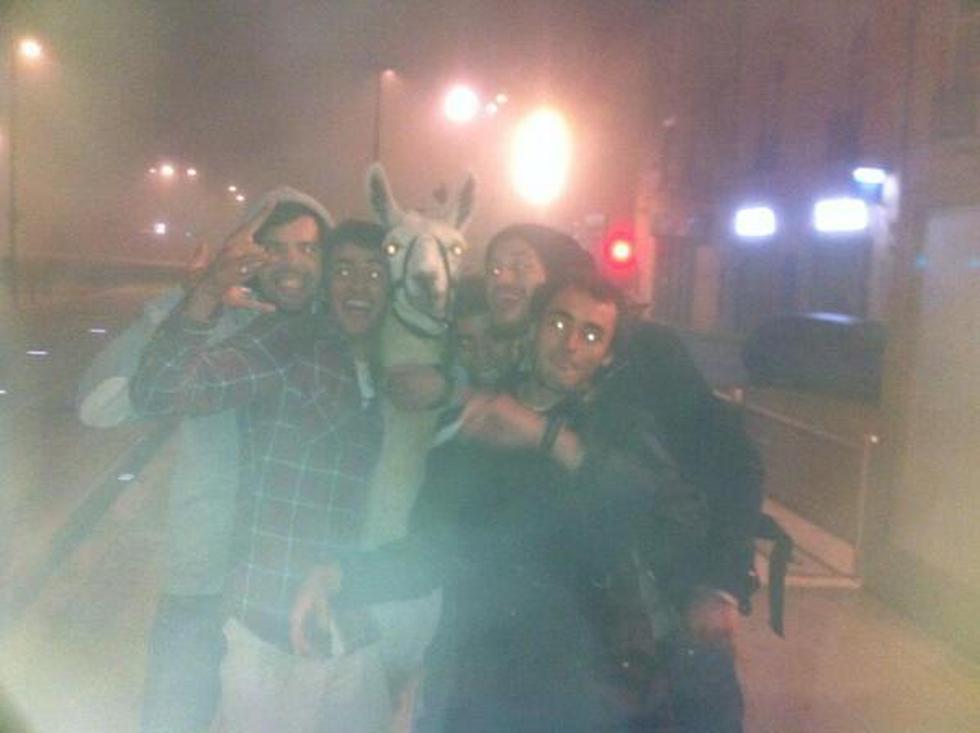 Estudiantes roban llama de circo y la pasean en tranvía