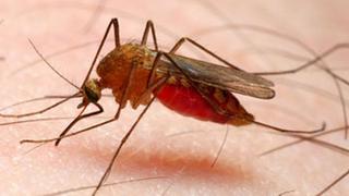  Peruano es diagnosticado con malaria durante su estancia en Chile