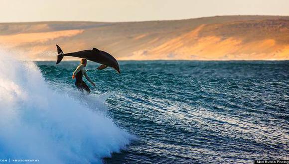 Una ola, un surfista y un delfín en la fotografía perfecta