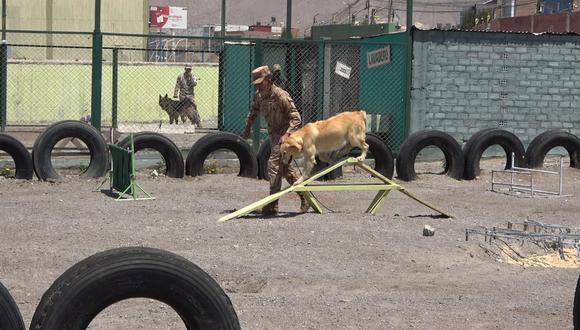Canes recibieron un mes de adiestramiento| Fotos: Ejército