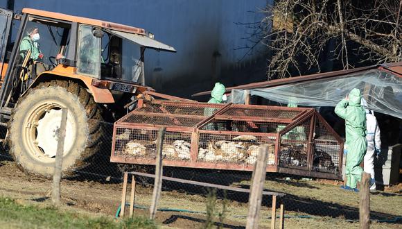 Patos sacrificados debido al brote de gripe aviar que comenzó a fines de noviembre se colocan en una jaula para ser retirados de una granja en Lohitzun-Oyhercq, suroeste de Francia. (Foto de GAIZKA IROZ / AFP)
