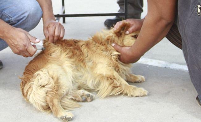 ​Alerta por cachorro que tenía rabia canina y fue comprado en la feria El Altiplano