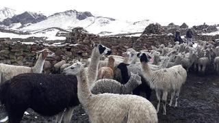 Lluvias, granizada y hasta nevada azotan provincias altas de Cusco (FOTOS)