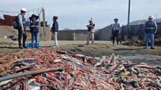 Áncash: Intervienen planta ilegal de procesamiento de pescado en Santa 