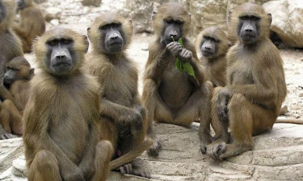 Puerto Rico: Monos salvajes amenazan con transmitir enfermedades mortales