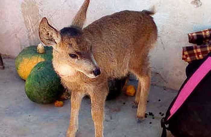 Venado era criado como mascota en Andaray
