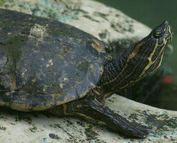 Tortugas de agua dulce en riesgo de extinción