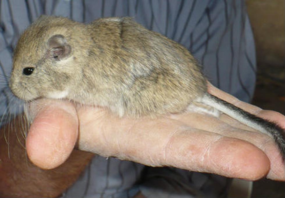 Argentina: Nueva especie de roedor llevará nombre de Kirchner