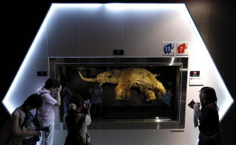 Exhiben por primera vez al mamut 'Yuka' considerado milagro surgido del hielo