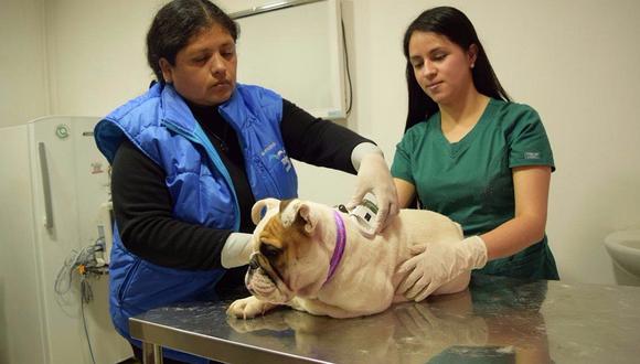 Colocarán dispositivos para identificar a mascotas perdidas en San Miguel