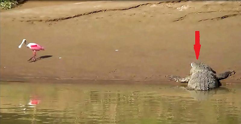 ​TUMBES: Cámaras registran a nutrias y cocodrilos en el río Tumbes, frente al malecón de la ciudad (VIDEO)