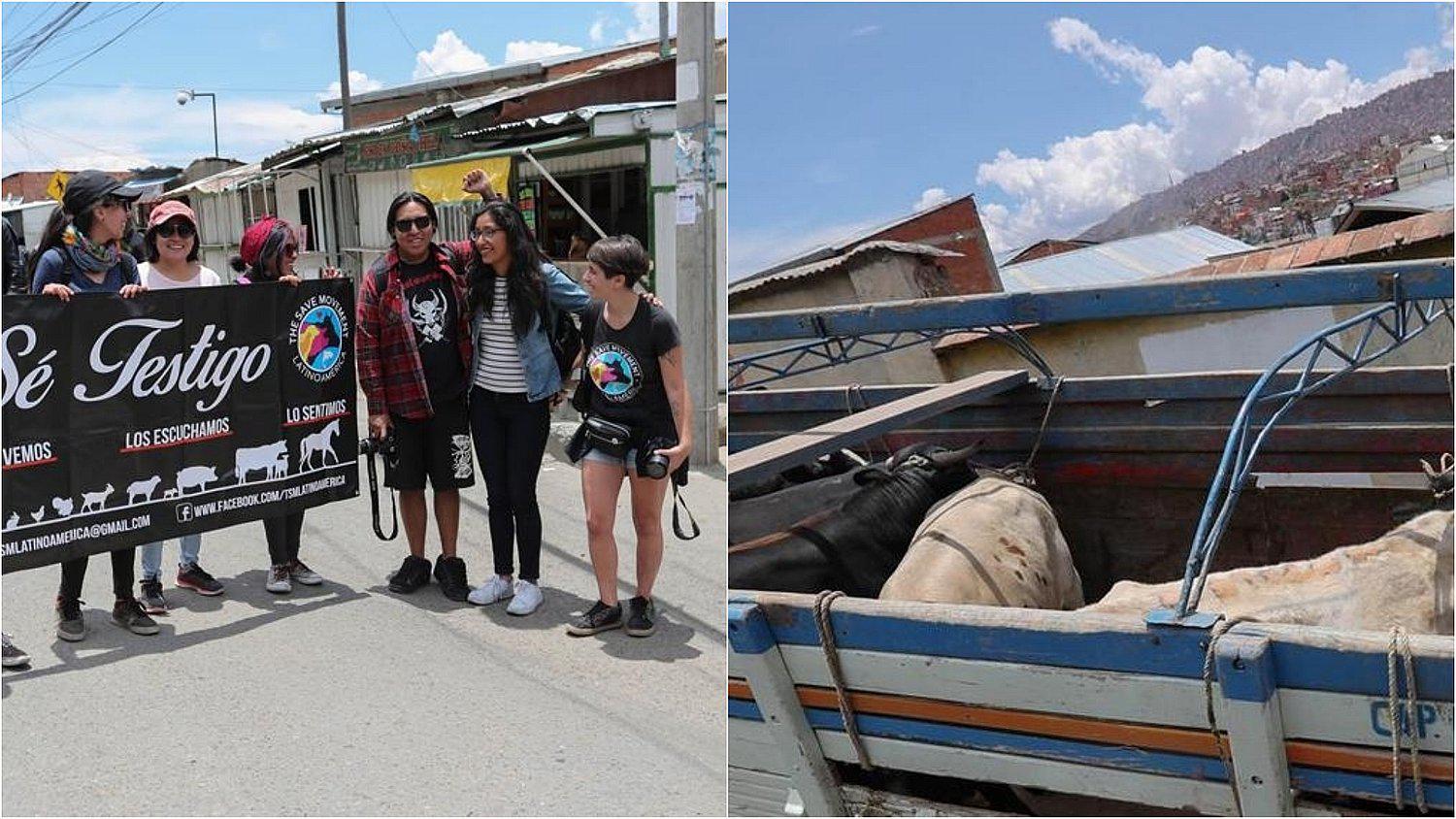 Bolivia: activistas dan abrazos a animales que están a punto de entrar al matadero 