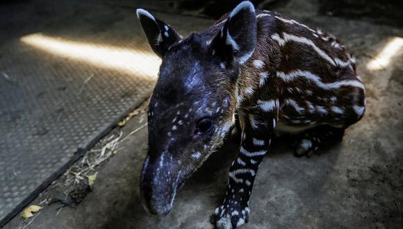 ​Cabra amamanta una bebé tapir rechazada por su madre