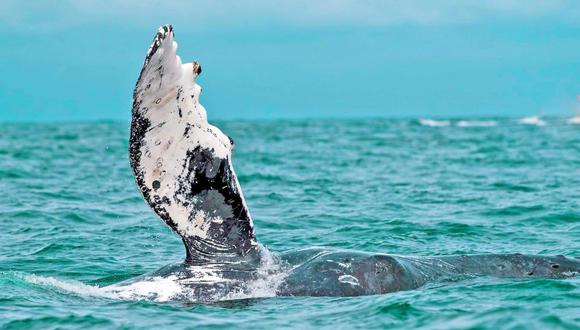 Además del avistamiento de ballenas jorobadas, divisa también los lobos marinos, delfines y aves marinas. (Foto: Vive Camaná)