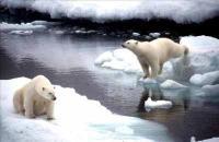 Descubren que osos polares tienen 600 mil años de antigüedad