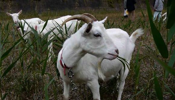 Utilizan cabras para cortar el césped en Japón (VIDEO)