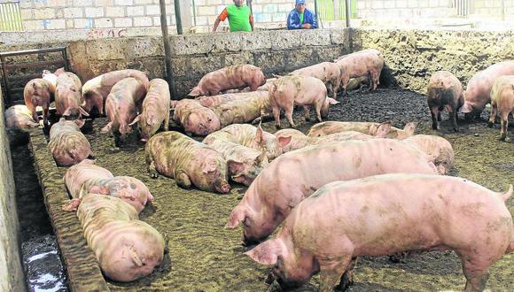 Más de 200 cerdos salvaron de morir por falta de gas