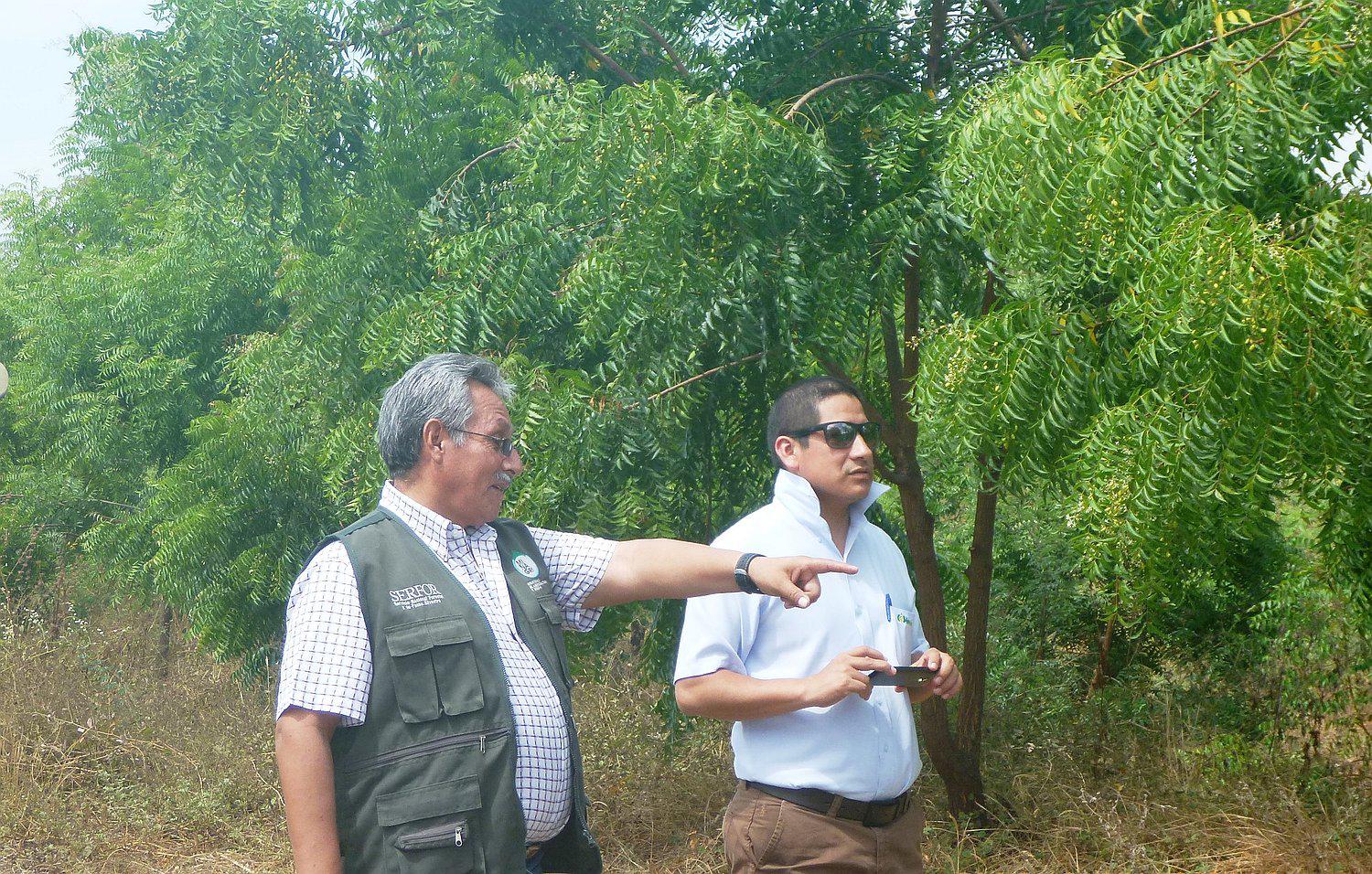 Piura: Agrobanco y Serfor visitan plantaciones de Neem