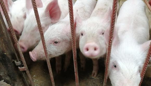 Vacunan a más de 25 mil cerdos contra la fiebre porcina en Cusco