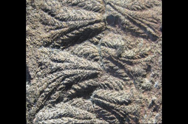 Encuentran la evidencia más antigua de reproducción en un organismo complejo
