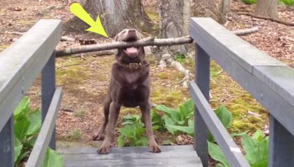 YouTube: Perro resuelve problema de quedarse atascado en puente (VIDEO)