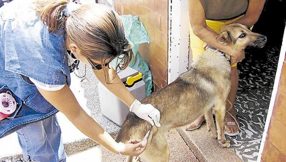 15 casos de mordedura de perro en Huaraz