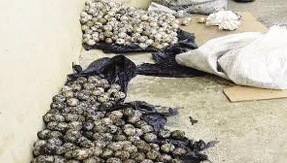 Tumbes: Intervienen  50 tortugas en el puesto de control aduanero Carpitas  