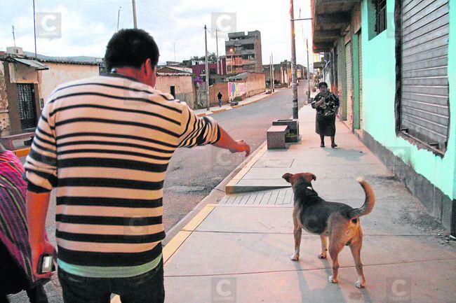 Arequipa: Proyectan construir perreras solo en tres distritos
