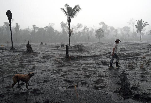 El agricultor brasileño Helio Lombardo Do Santos y un perro caminan por una zona quemada de la selva amazónica, cerca de Porto Velho, estado de Rondonia, Brasil, el 26 de agosto de 2019. Cientos de nuevos incendios han estallado en el Amazonas en Brasil, según datos. 
El lunes, incluso cuando los aviones militares arrojaron agua sobre áreas afectadas y las naciones del G7 se comprometieron a ayudar a combatir los incendios. El humo ahogó la ciudad de Port Velho y forzó el cierre del aeropuerto durante casi dos horas mientras se producían incendios en el estado noroccidental de Rondonia, donde se concentran los esfuerzos de lucha contra incendios, en medio de un creciente alboroto global y una disputa diplomática entre Francia y Brasil. (Foto por Carl de Souza / AFP)
