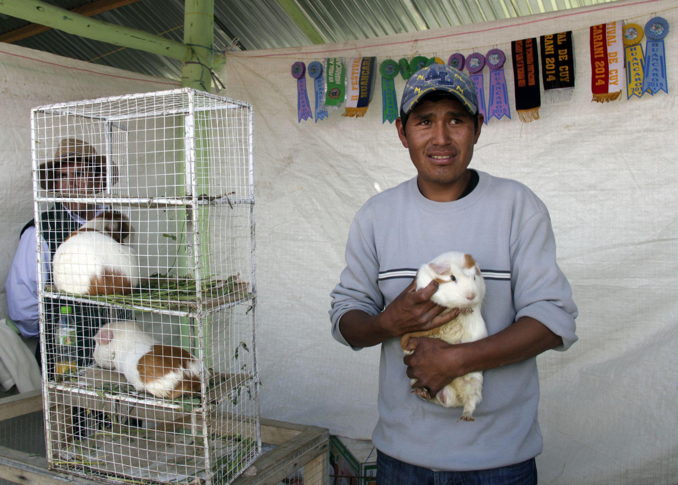 Cusco: crianza de cuy, un negocio rentable
