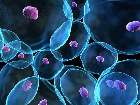 Ciencia: Revelan que reprogramación celular es más eficiente si los tejidos están dañados