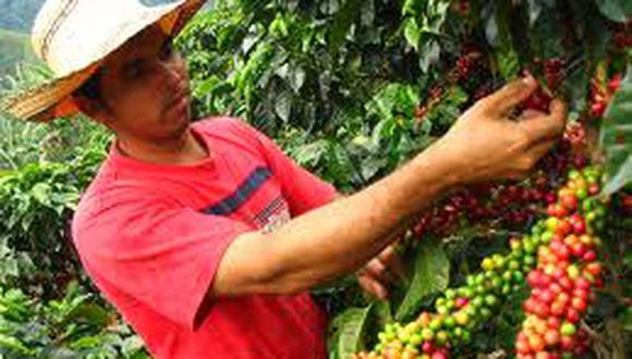 Productores de Marañón cosechan 300 toneladas de café orgánico 