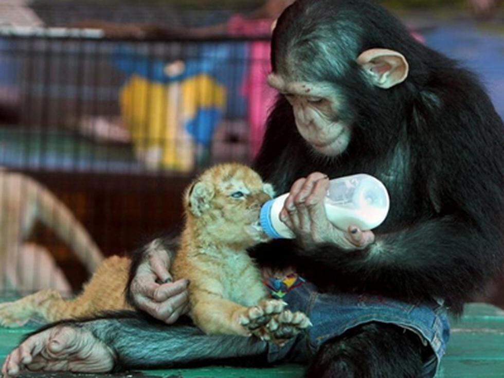 Tailandia: Chimpancé alimenta a tigre bebé 