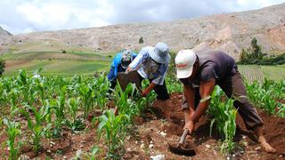 Lambayeque: Gobierno regional recibe donación de 25 mil kilos de urea