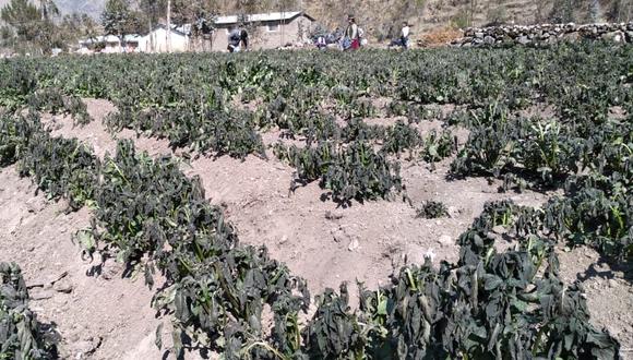 Cultivos de papa fueron devastados en las comunidades de Hanac Ayllu, Kana, Kanchi y Taype. (Foto: Difusión)