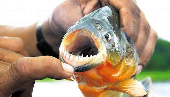 Argentina: Registran 23 ataques de peces carnívoros en provincia de Misiones