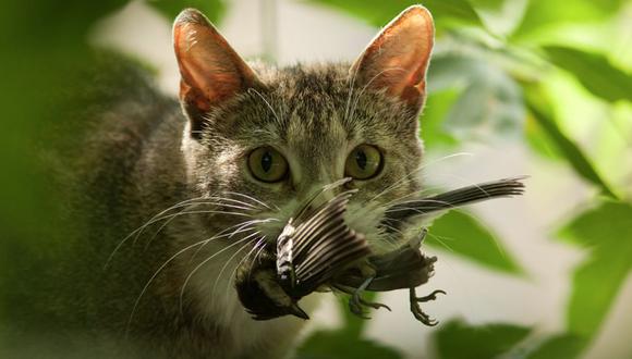 Proponen iniciativa para prohibir gatos domésticos en Nueva Zelanda