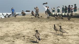 Liberan en una playa a 39 aves afectadas por derrame de petróleo tras recibir atención en Parque de las Leyendas