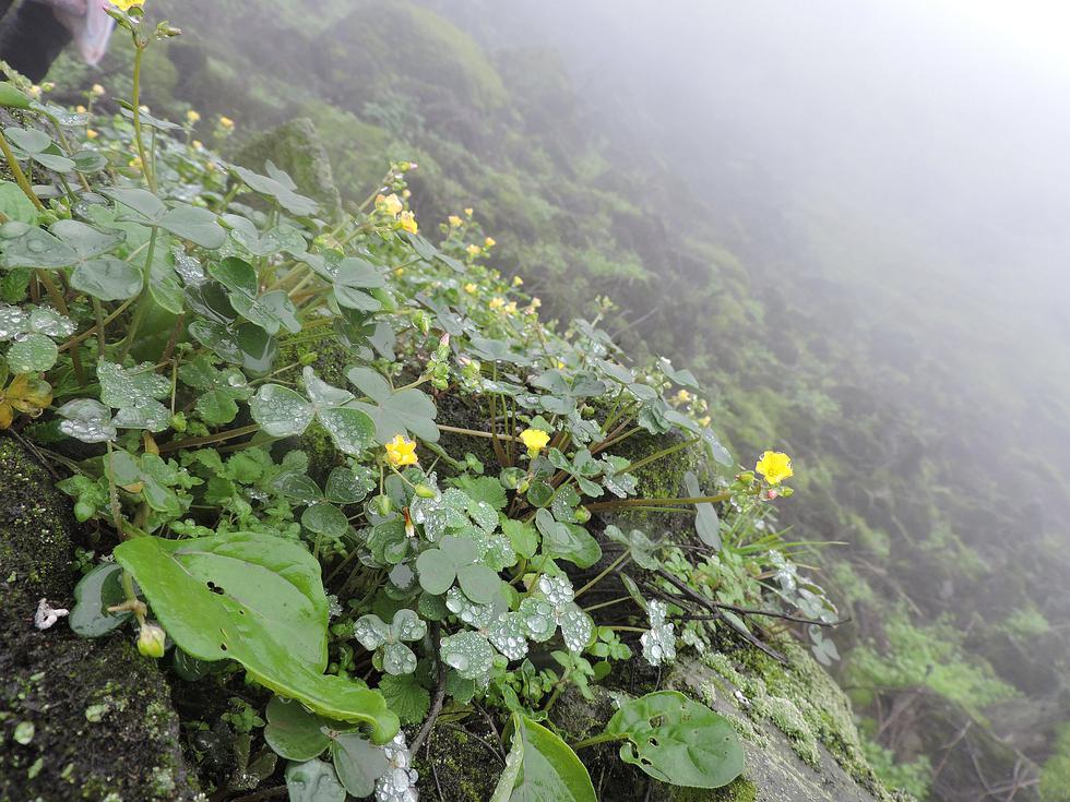 Conoce las Lomas de Primavera de Carabayllo, un lugar escondido a pocas horas de Lima (VIDEO)