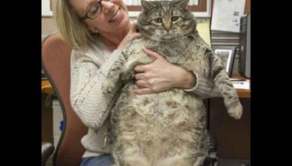Conoce a 'Albóndiga', el gato más gordo del mundo