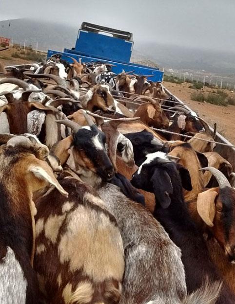 Piura: Presentan criadero en San Juan de Curumuy